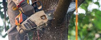 Best Tree and Shrub Care  in Imperial Beach, CA