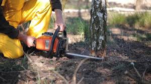 Best Root Management and Removal  in Imperial Beach, CA