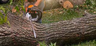 Best Arborist Consultation Services  in Imperial Beach, CA