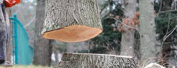Trusted Imperial Beach, CA Tree Care Experts