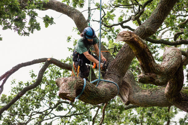 Best Tree Trimming and Pruning  in Imperial Beach, CA
