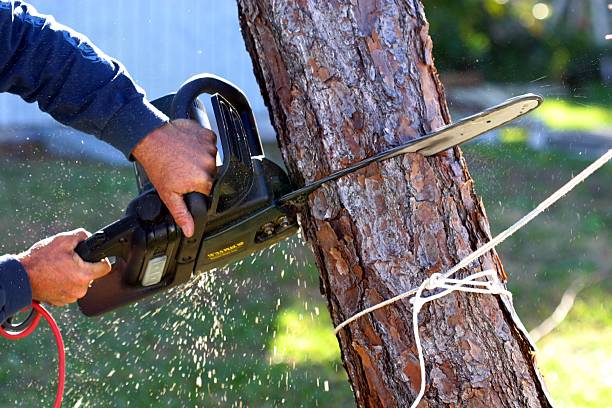 Best Lawn Disease Treatment  in Imperial Beach, CA