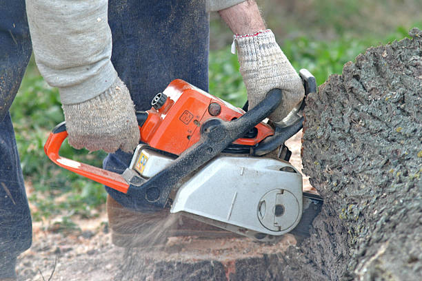 Best Tree Disease Treatment  in Imperial Beach, CA