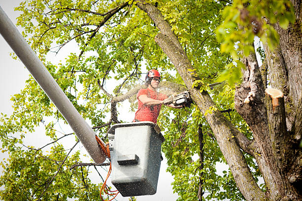Best Commercial Tree Services  in Imperial Beach, CA