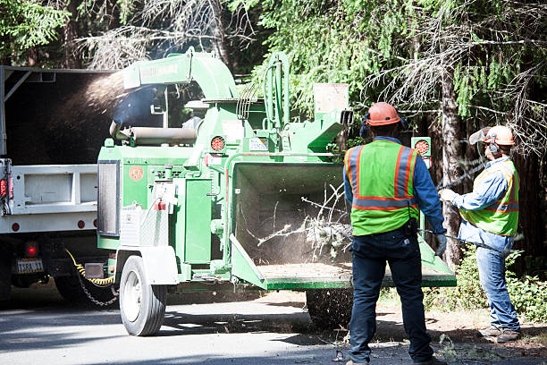 Best Utility Line Clearance  in Imperial Beach, CA