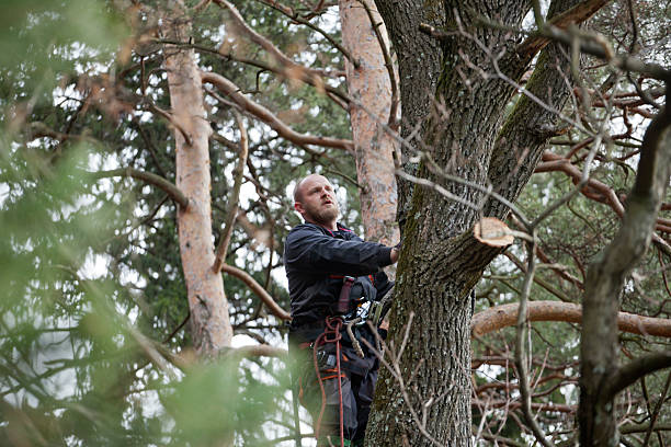 How Our Tree Care Process Works  in  Imperial Beach, CA