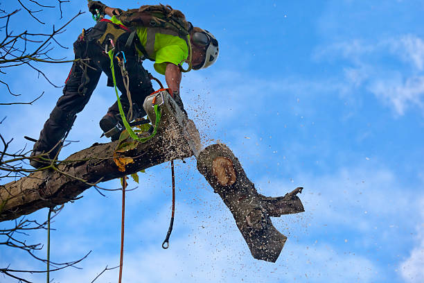 Best Tree Maintenance Programs  in Imperial Beach, CA